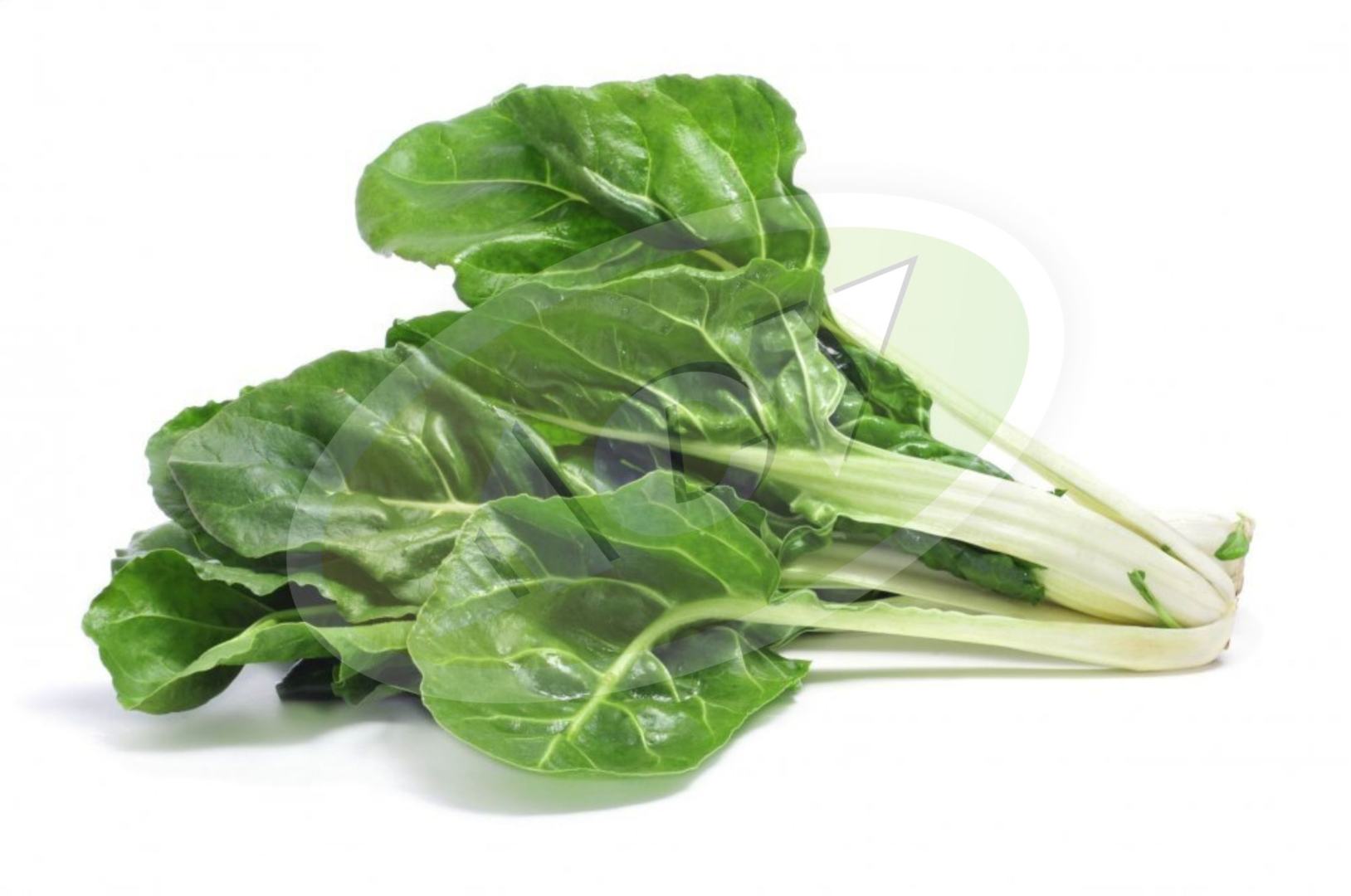 BLITVA SREBRNOLISNA 10GR