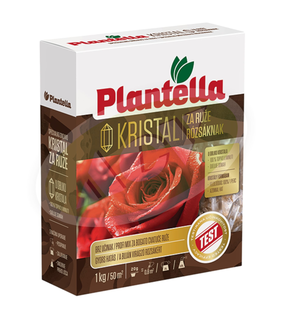 PLANTELA RUZE 1|1