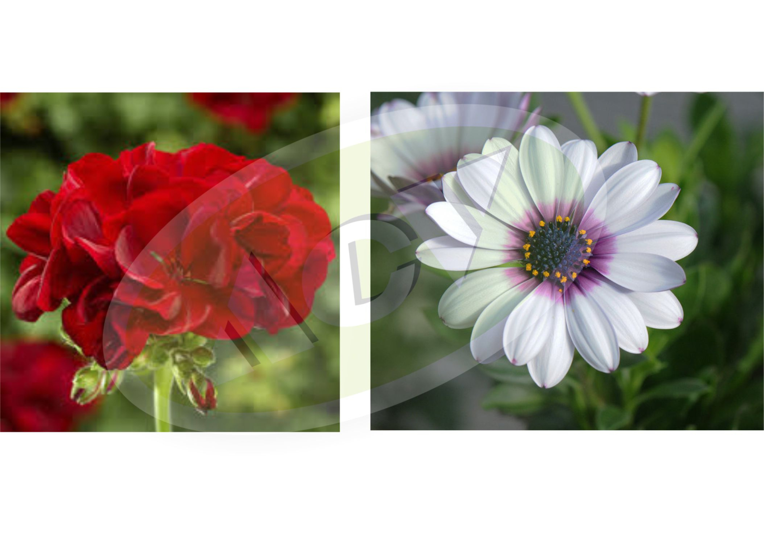 KALIOPE I OSTEOSPERMUM RASAD