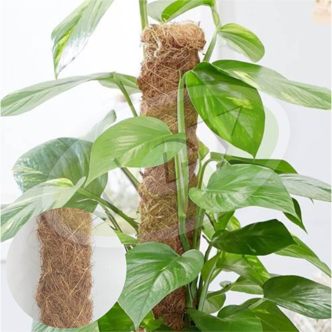 STAP COCO 60CM 