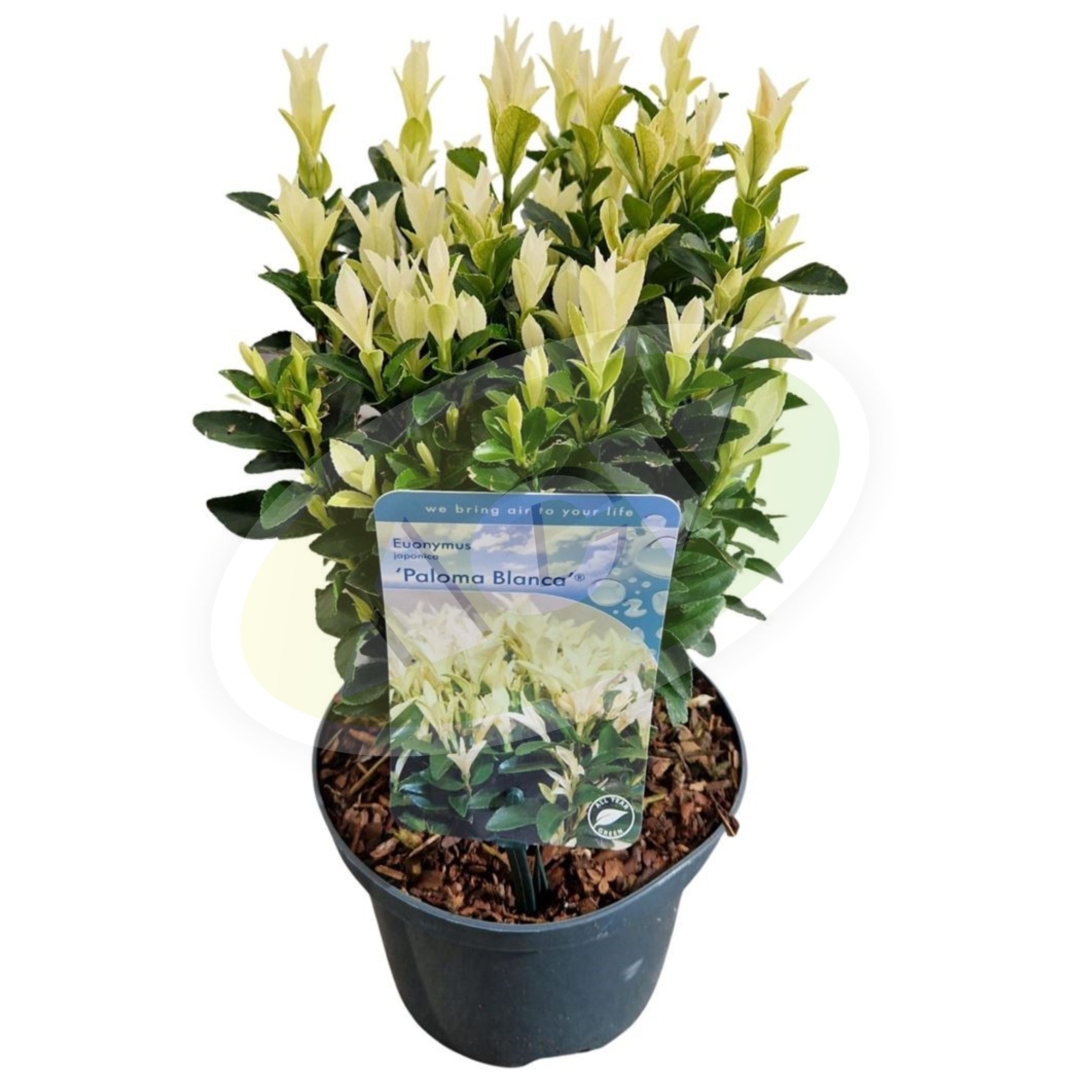 SIMSIR BONT U SAKSIJI