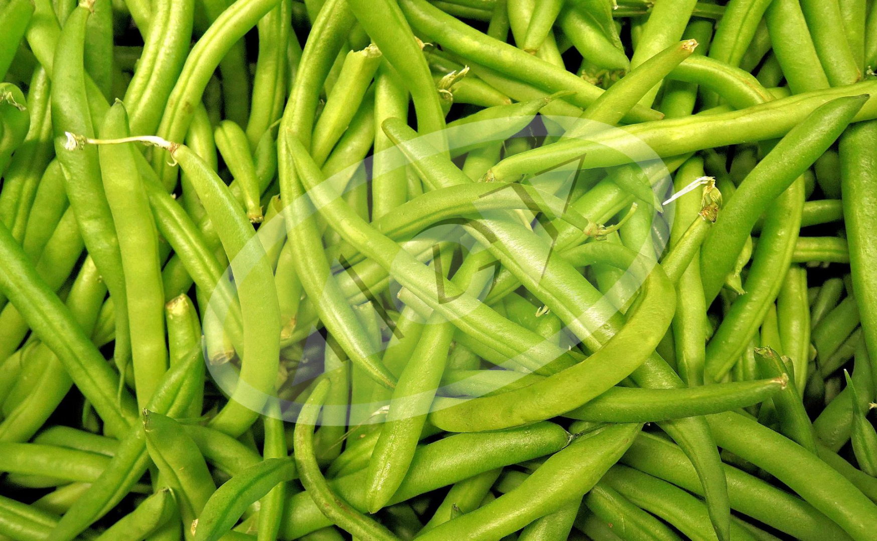 BORANIJA TOP CROP 100GR ZELENA