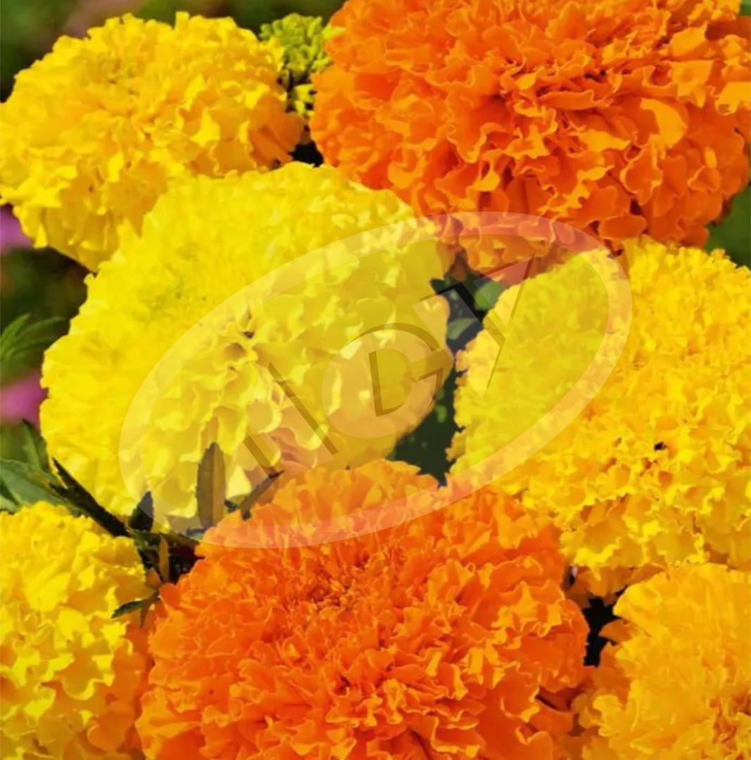 RASAD KADIFE - TEGETIS