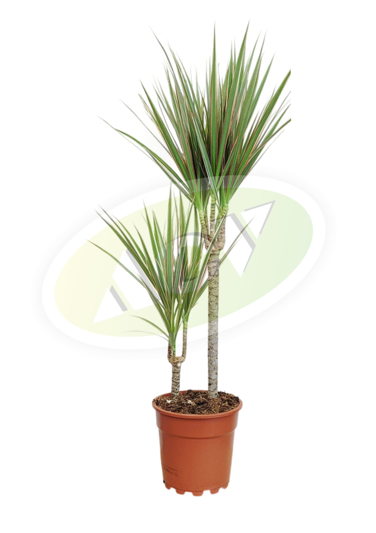 DRACENA WARNECKI U SAKSIJI