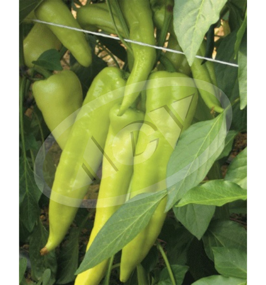 PAPRIKA RINGO 100SEM