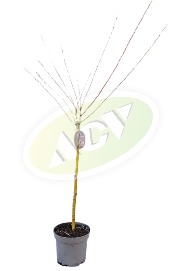 SADNICA SALIX VRBA ROYAL