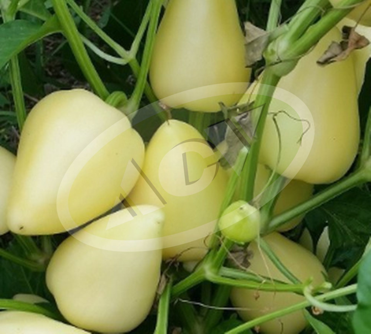 PAPRIKA LJUTA MONIKA 10GR
