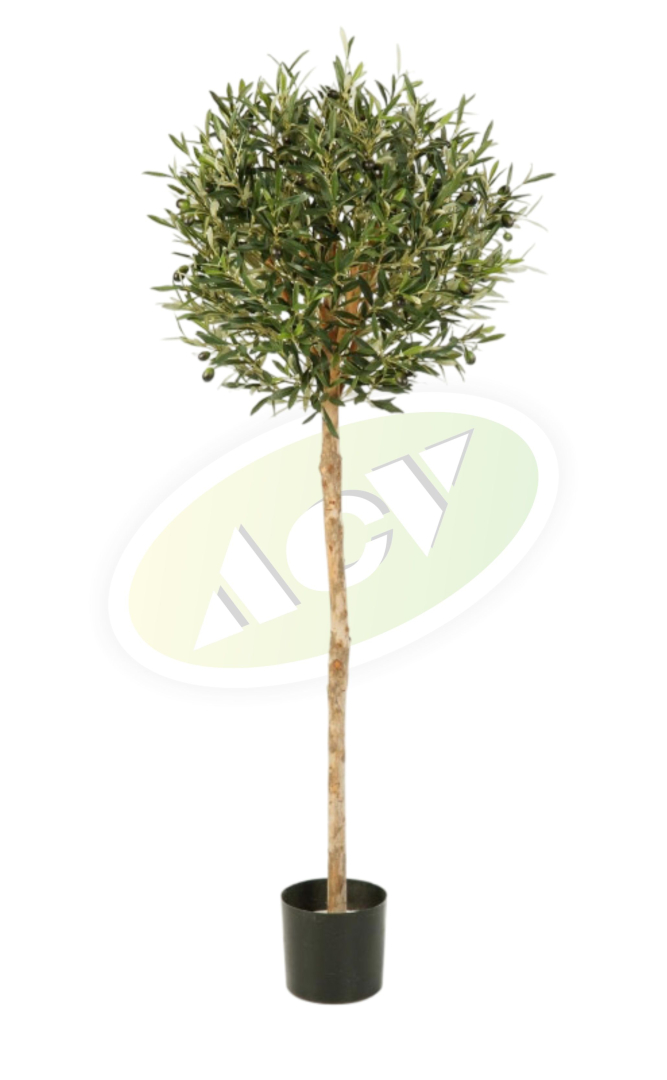 SADNICA MASLINE 160CM U SAKSIJI 