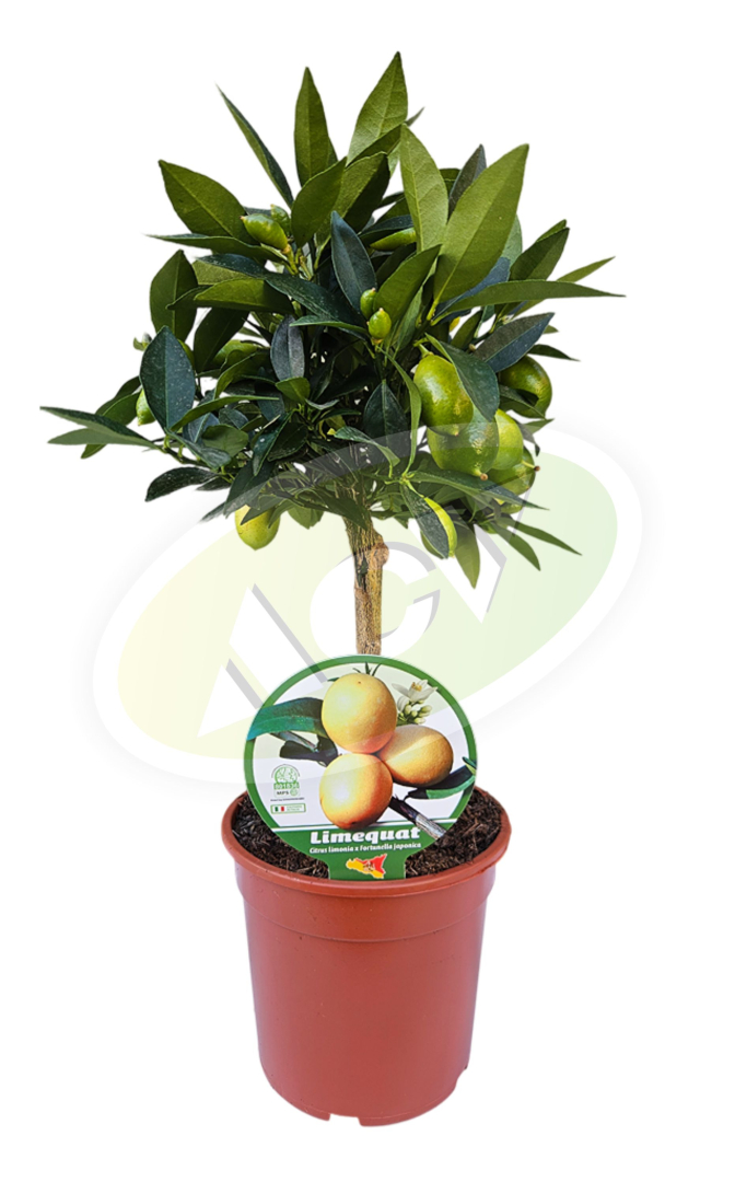 SADNICA LIMKVAT - LIMETA U SAKSIJI 1 KOM.