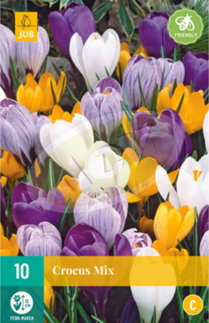 LUKOVICE CROCUS