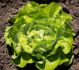 SALATA MAJSKA KRALJICA-NANSEN-ATRAKCIJA 20GR