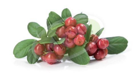 SADNICA BRUSNICE - PILGRIM 1 KOM.