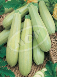 TIKVICA BEOGRADSKA 10GR