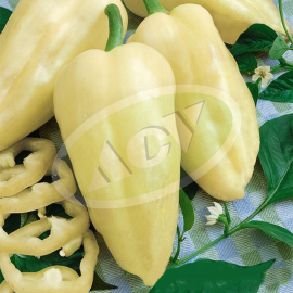 PAPRIKA BABURA AMY 1000 SEM. 