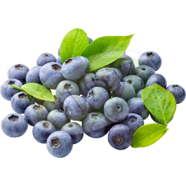 SADNICA BOROVNICE - DUKE 1 KOM.