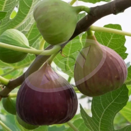 SADNICA SMOKVE 1 KOM.