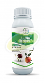 LUNA EXPERIENCE 1|1