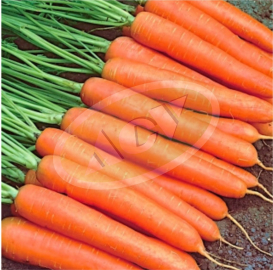 MRKVA NANTES 10G SUPERIOR