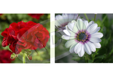 KALIOPE I OSTEOSPERMUM RASAD