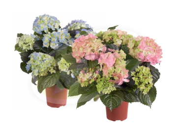 HORTENZIJA U SAKSIJI