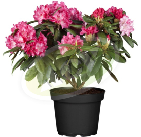 RODODENDRON U SAKSIJI NA STAPU