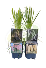 PAMPAS TRAVA U SAKSIJI