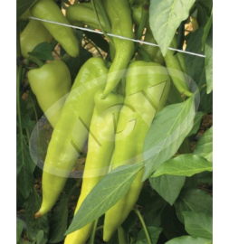 PAPRIKA RINGO 100SEM