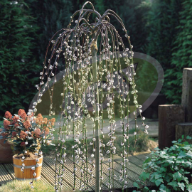 UKRASNA VRBA - SALIX U SAKSIJI