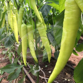 PAPRIKA NITRO 100SEM LJUTA