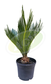 CIKAS PALMA U SAKSIJI