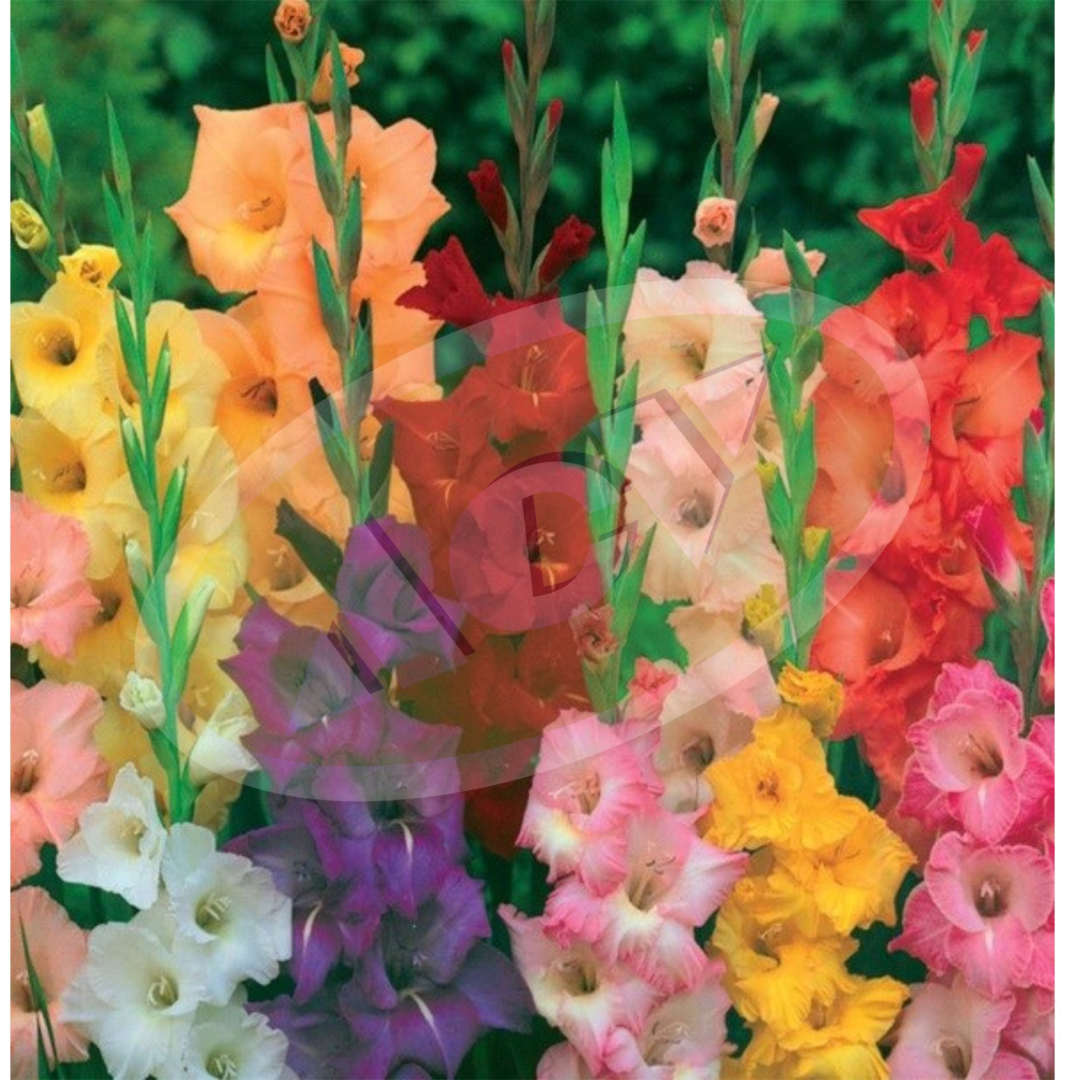 LUKOVICE GLADIOLE