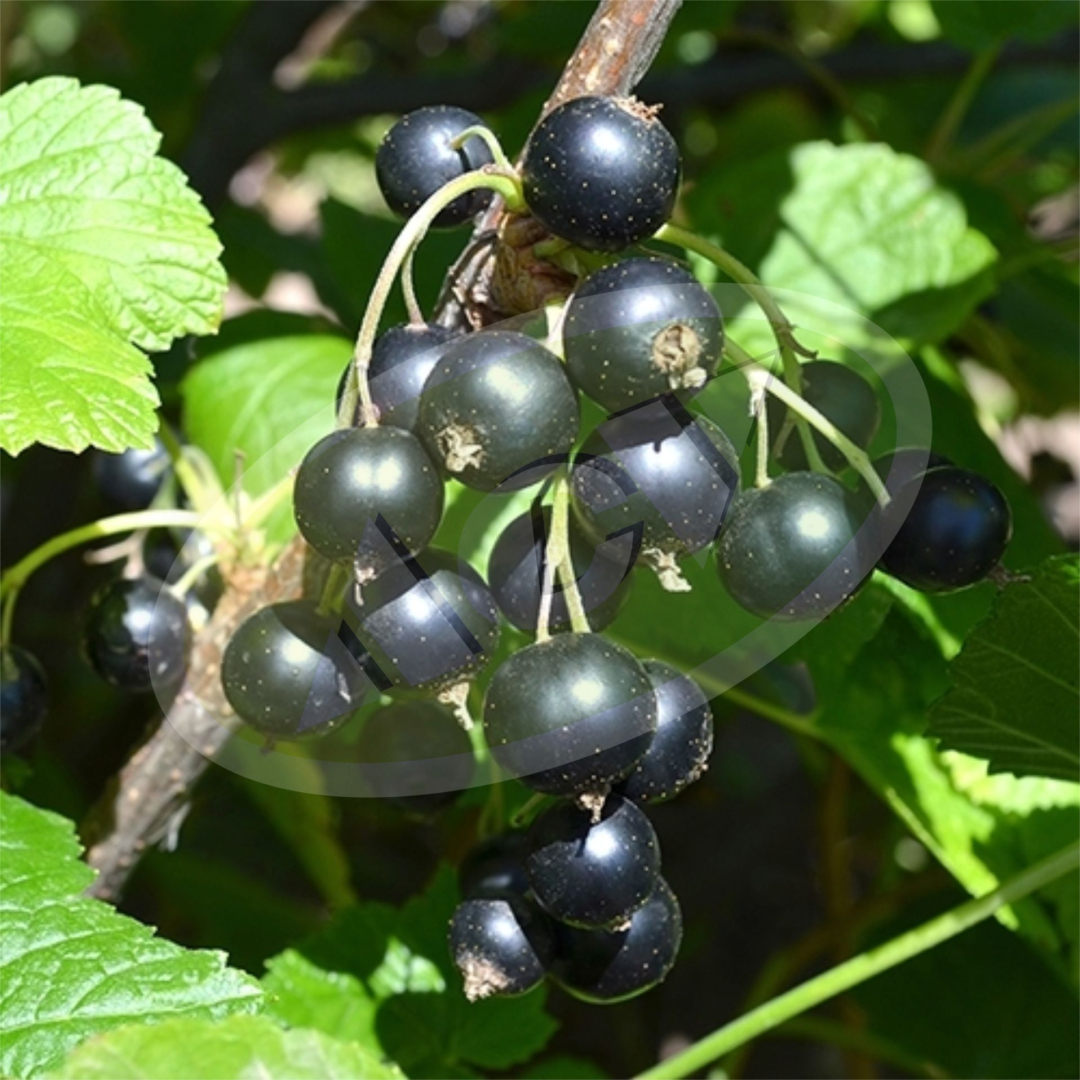 SADNICA CRNE RIBIZLE - TITANIA 1 KOM.