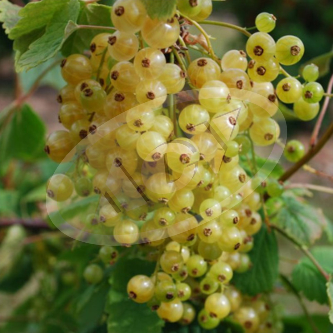 SADNICA BELE RIBIZLE - ZITAVIA 1 KOM.