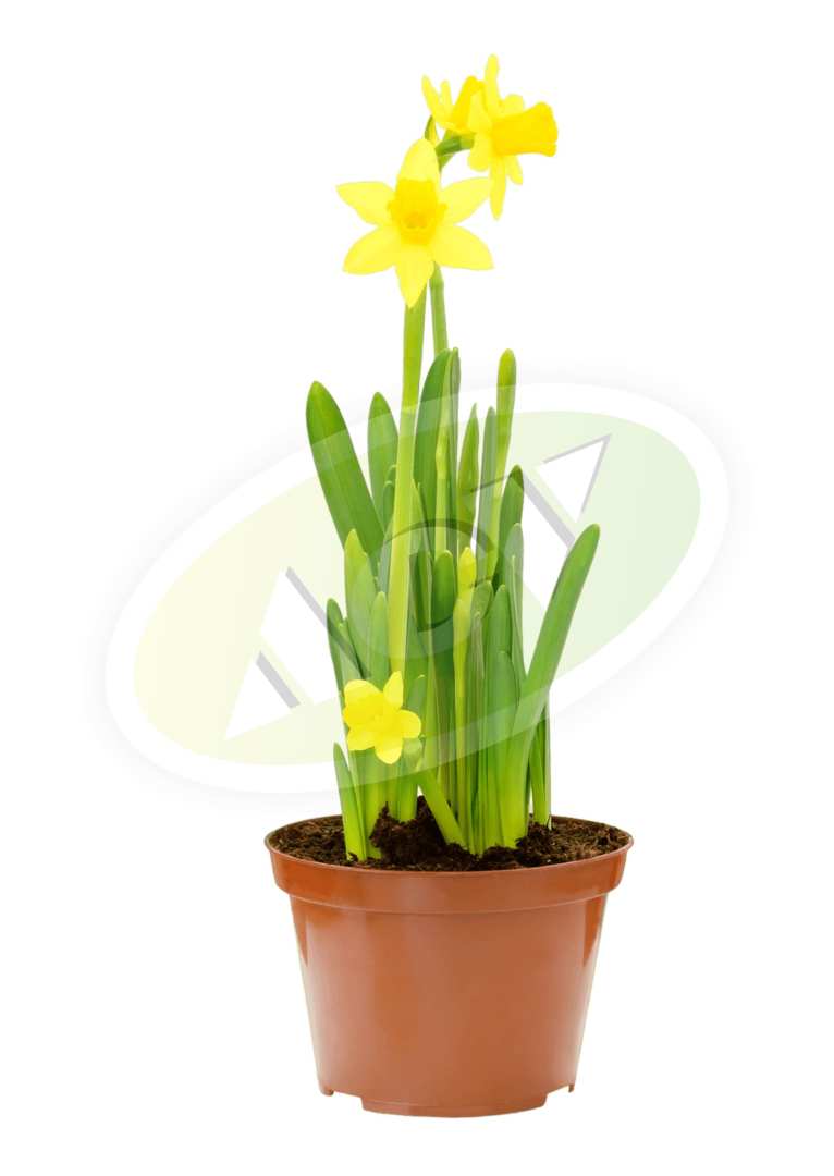 NARCIS U SAKSIJI