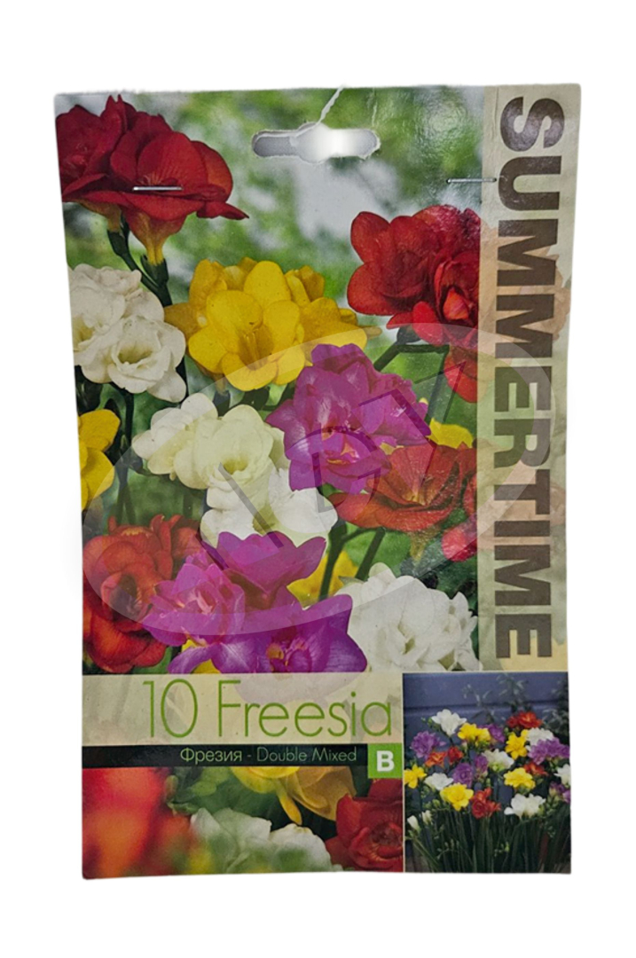 LUKOVICE FREESIA