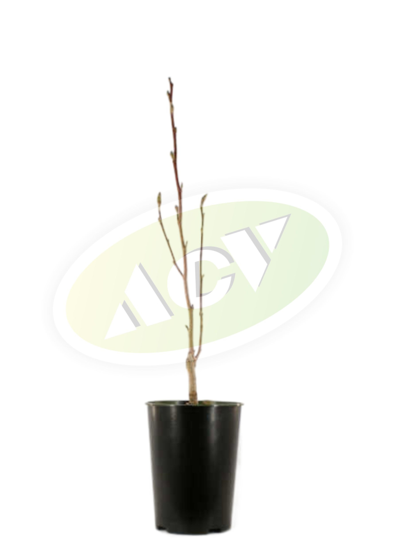 SADNICA MAGNOLIJE