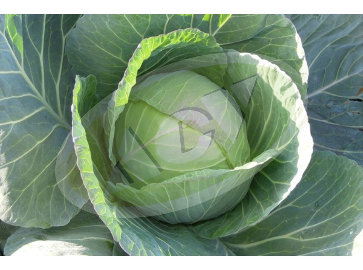 KUPUS CHEERS 2500SEM