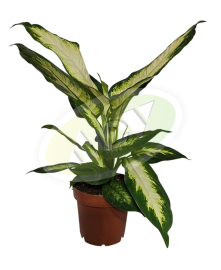 DIFENBAHIJA U SAKSIJI 30CM