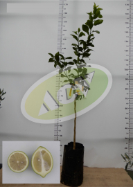 SADNICA LIMUNA 1 KOM.