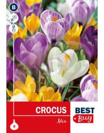 LUKOVICE CROCUS