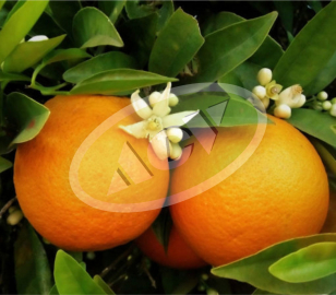 SADNICA POMORANDZE 1 KOM.