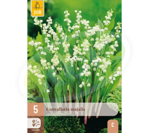 LUKOVICE DJURDJEVKA CONVALLARIA