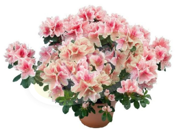 MINI RODODENDRON U SAKSIJI