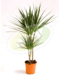 DRACENA - JUKA U SAKSIJI