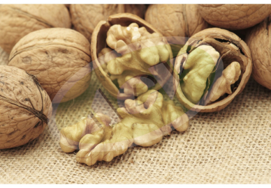 SADNICA ORAHA - CENDLER KALEMLJEN 1 KOM. 