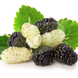 SADNICA DUDA - CRNI I BELI 1 KOM.