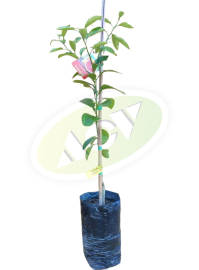 SADNICA GREJPFRUTA U SAKSIJI 1 KOM.