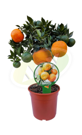 SADNICA KINOTO - KALAMONDIN U SAKSIJI 1 KOM.