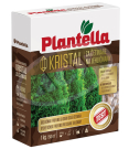 PLANTELA CETINARI 1|1