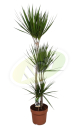 DRACENA U SAKSIJI